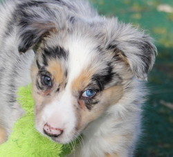 Blue Merle FEMALE border collie puppy
